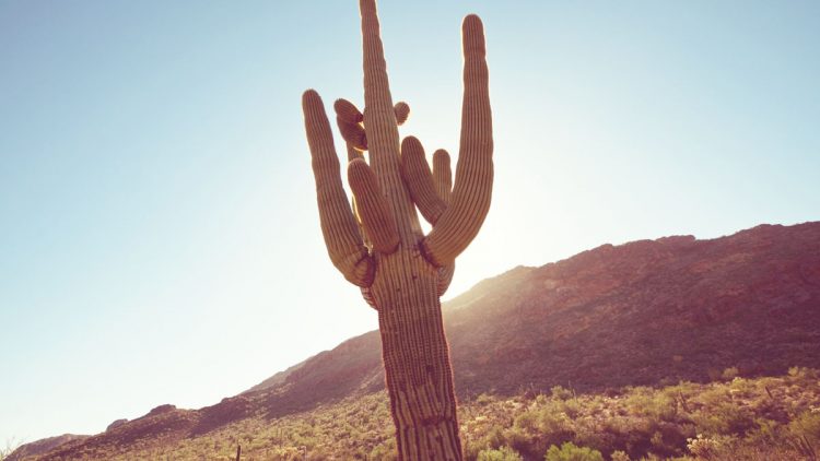 Saguaro Cactus Protection Laws - Phoenix Trim-A-Tree, LLC.