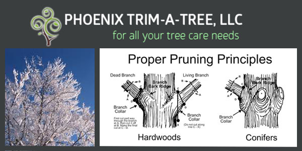 winter-time-pruning-dos-and-donts-tree-trimming-winter
