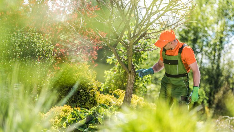 When To Call An Arborist For A Tree Assessment