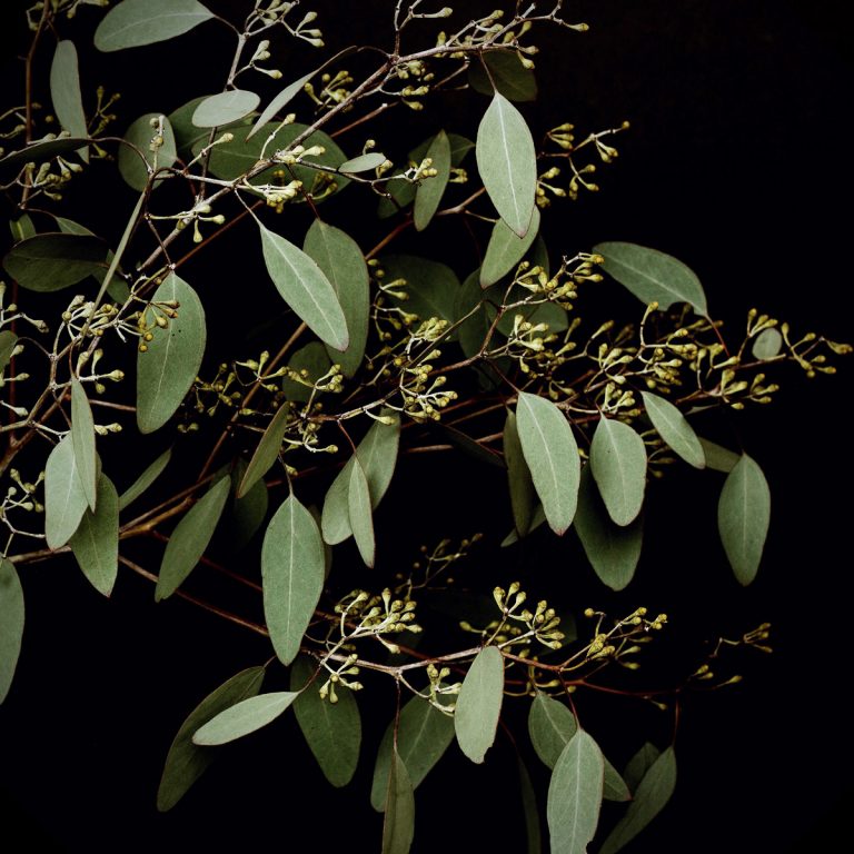 How Much Does Eucalyptus Tree Removal Cost 2021 Phoenix TrimATree, LLC.