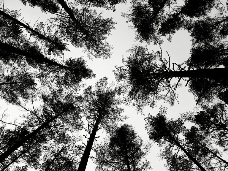 How Much Does Pine Tree Removal Cost 2021 Phoenix TrimATree, LLC.