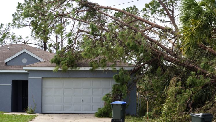 What To Do If A Tree Falls On Your House