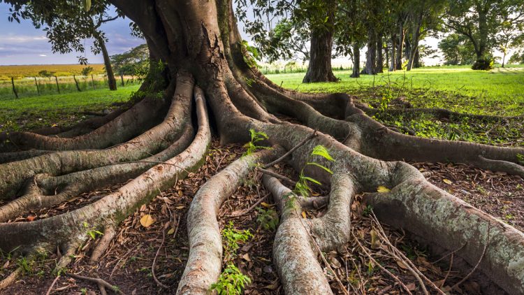 Will Cutting Tree Roots Kill The Tree