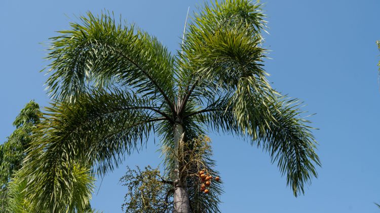 Queen Palm Trimming Steps