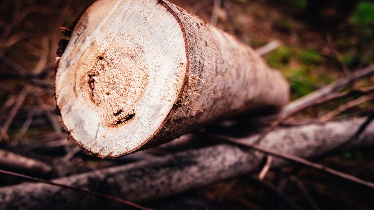How Long Does It Take To Cut Down A Tree